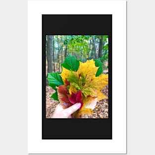 Green and Yellow Fall Leaves in Maine Posters and Art